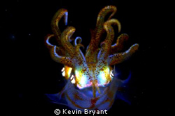 Pair by Kevin Bryant 